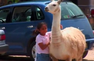 Safari zoofari